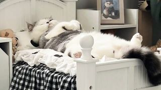 Wow  nice cute amazing scenes