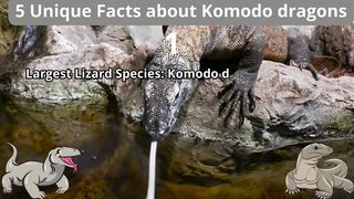 5 Unique Facts about komodo dragons