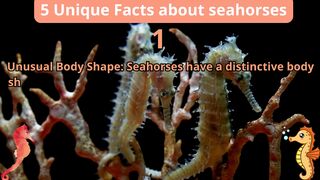 5 Unique Facts about seahorses