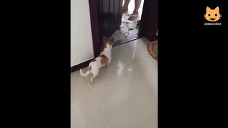 Essayer De Ne Pas Rire - Vidéos Drôles de Chats et de Chiens #27