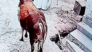 Cow running