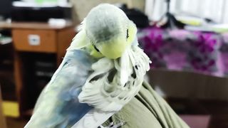 Очень красивая птичка!