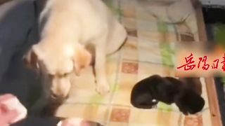 The gambling dog lost all his puppies