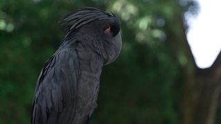 Очень красивая птичка!