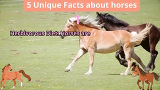5 Unique Facts about horses