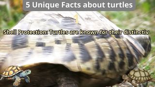 5 Unique Facts about turtles