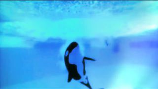 The Horrifying Last Moments of Seaworld Trainer Keltie Byrne
