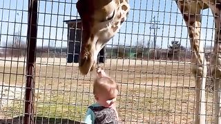 Cute Giraffe Gives Baby Smooches!