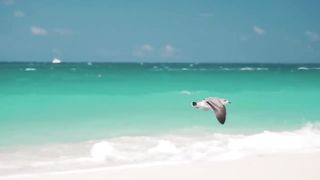 This Girl Was RIPPED APART By a PACK of Sharks In front of Her Family!