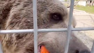 Help me feed some crazy animals! #animals #coolanimals