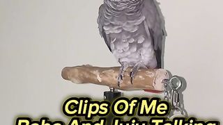 Clips of me baba and juju talking ❤️ _parrot _africangrey _talkingparrot