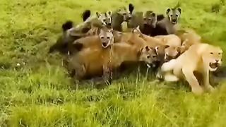 funny videos of Pja