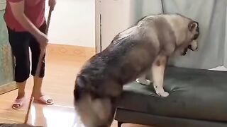 funny videos of Pja
