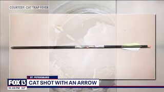 Cat shot with arrow in Florida; deputies search for culprit