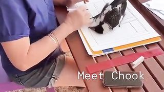 Funny hand magpie