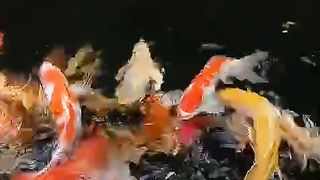 koi fish, aquqscape, aquarium, ornamental fish, beautiful fish