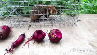 Карбыш. Преступление и наказание.