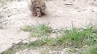 cat -Hunter