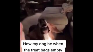 Chiens et chats tiktok drôles