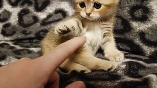 Шотландская вислоухая девочка, цвет шиншилла.