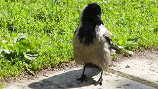 Сижу на скамейке, подошла Кара