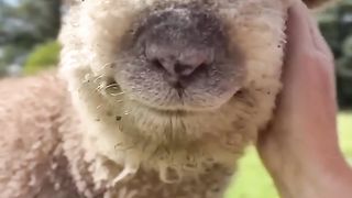 Too Cute to Handle Baby Animal #lovelypets