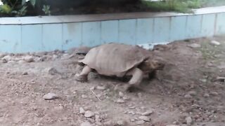 urdu shairy on animals very funny