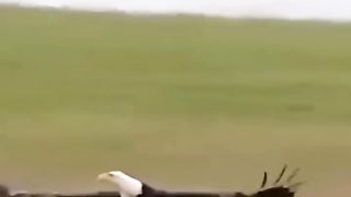 Eagle video viral reels