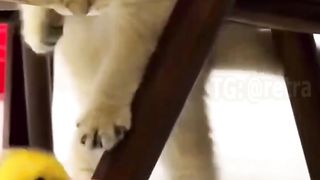 Kitten playing with furry friends