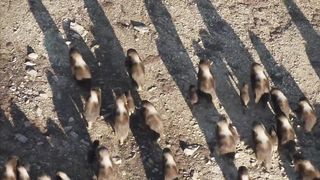 Полярные волки атакуют стадо овцебыков.