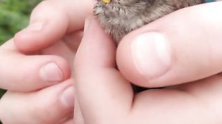 а у нас под крышей воробьи живут.