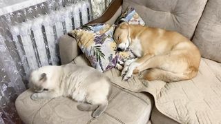 Круто встретили новый год. #котик