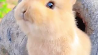 The cute rabbit ???? ????????????