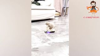 ПРИКОЛЫ С КОТАМИ! Самая смешная озвучка животных! СМЕШНЫЕ КОТЫ.