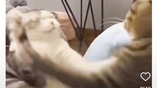 Funny cats