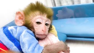 Monkey Baby Bon Bon harvest fruit in the garden and eat with puppy and duckling at the pool