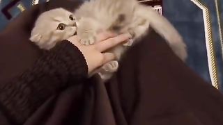 healing cat