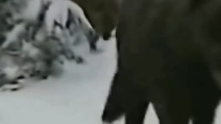 amazing facts of wolves