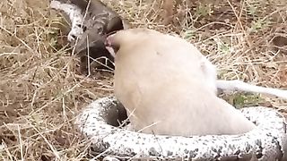 Giant Pyton Devoures The deer