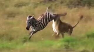 The King Of The Jungle