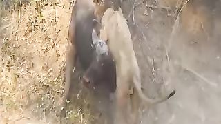 Epic Lion VS Buffalo Battle