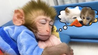 Monkey Baby Bon Bon Drives To The Pool And Opens Surprise Eggs With Puppy in the garden