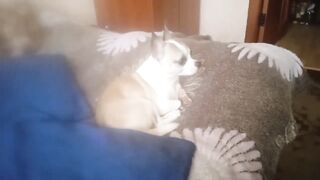 Как чихуахуа Фёдор встречает папу).