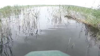 КАРП живёт в КАМЫШАХ