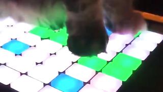 The cat decided to be a musician