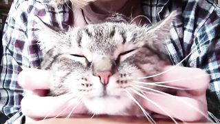 Причина моего опоздания на работу видео для начальника.