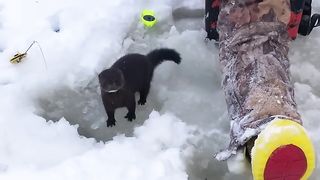 #Норка на рыбалке.