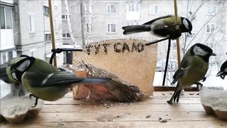 Буйная СИНИЦА ИСТЕРИЧКА кричит на всех за САЛО