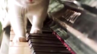 Rileks Sejenak Bareng Bersama Kucing Gemoy