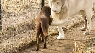 lion playing with dog